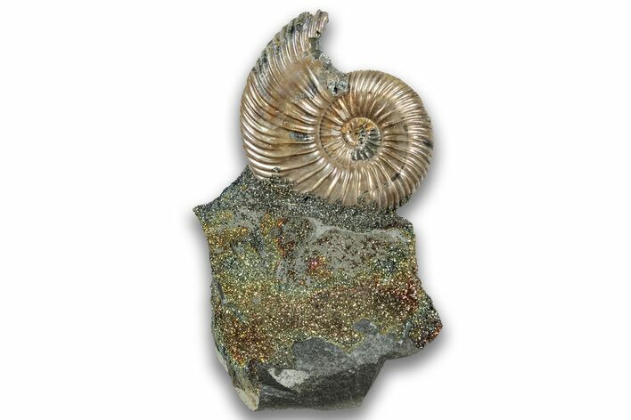Iridescent, Pyritized Ammonite (Quenstedticeras) Fossil Display #324297